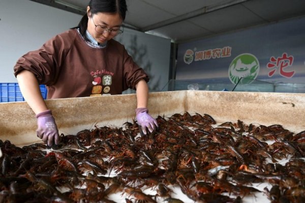 炒股配资资讯网 安徽五河：6万亩小龙虾上市_大皖新闻 | 安徽网